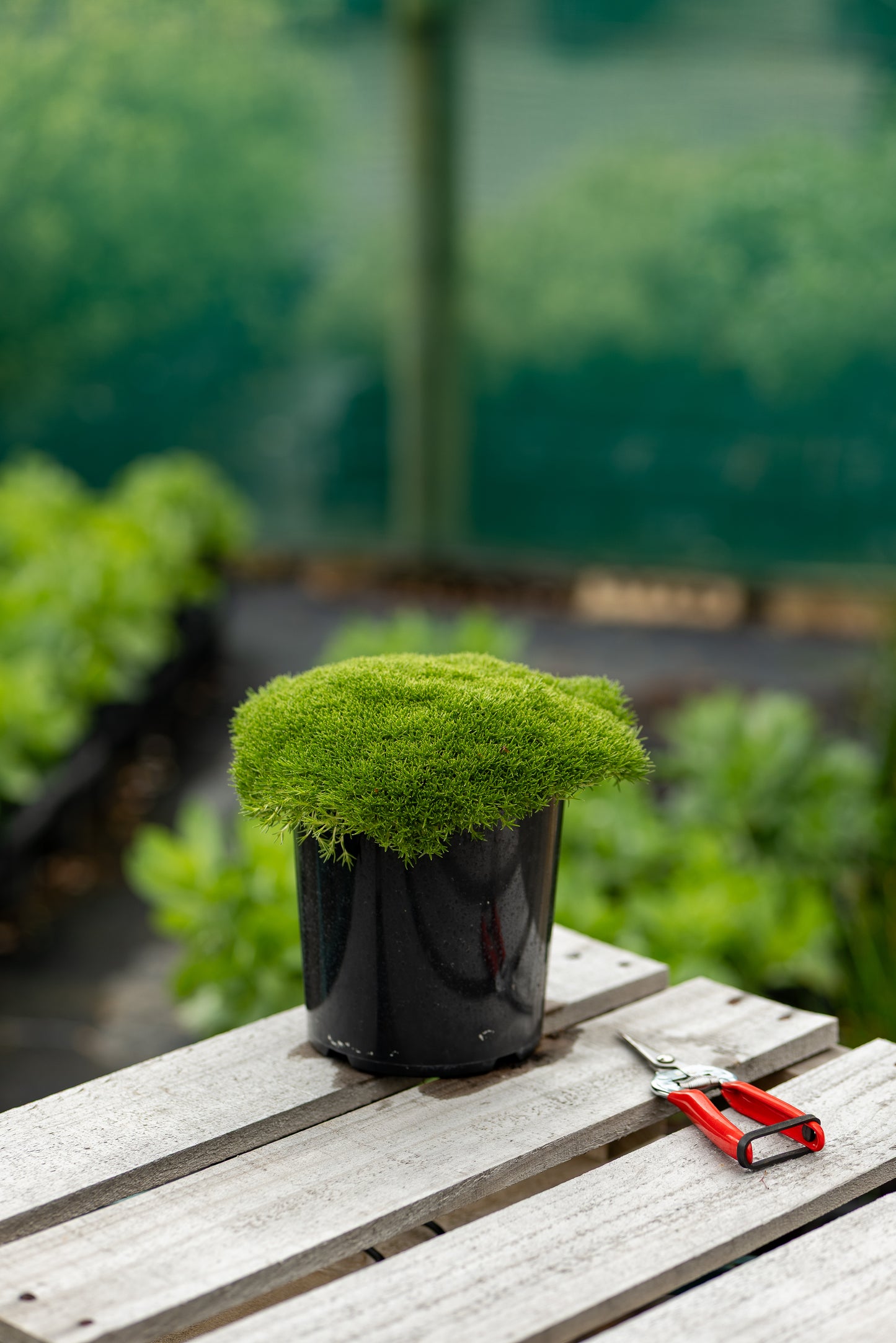 Scleranthus Biflorus