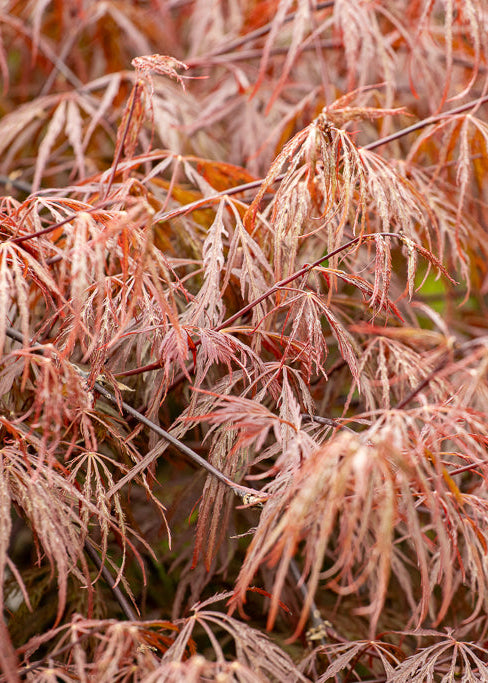 Acer Crimson Queen