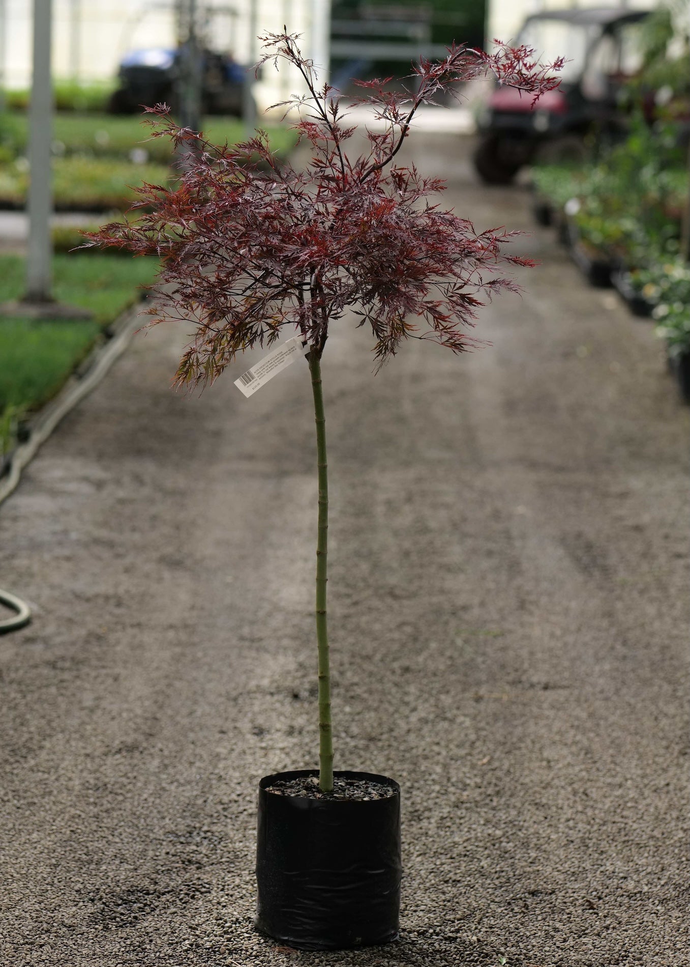 Acer Stella Rosa in a greenhouse setting