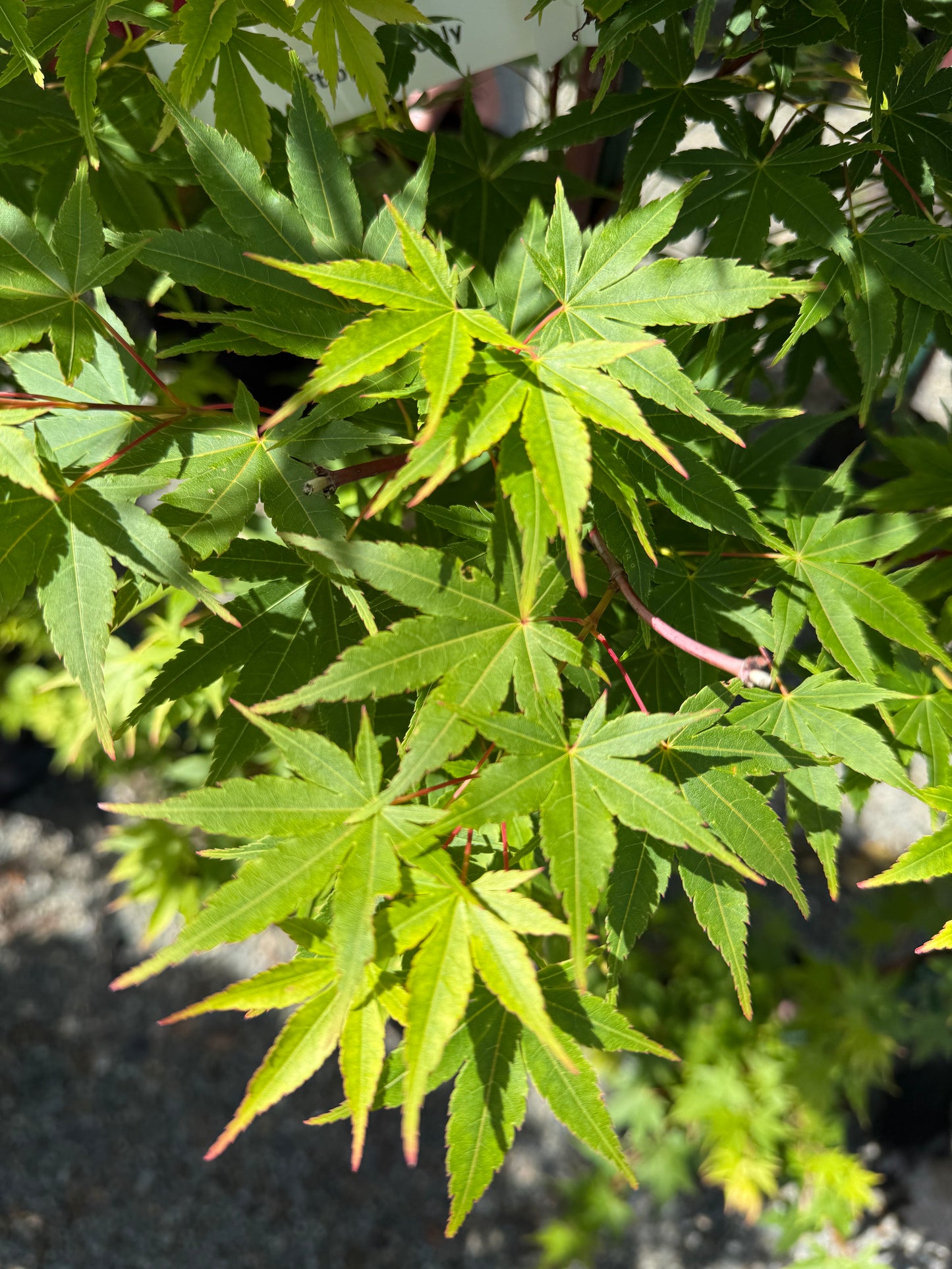 Acer Senkaki