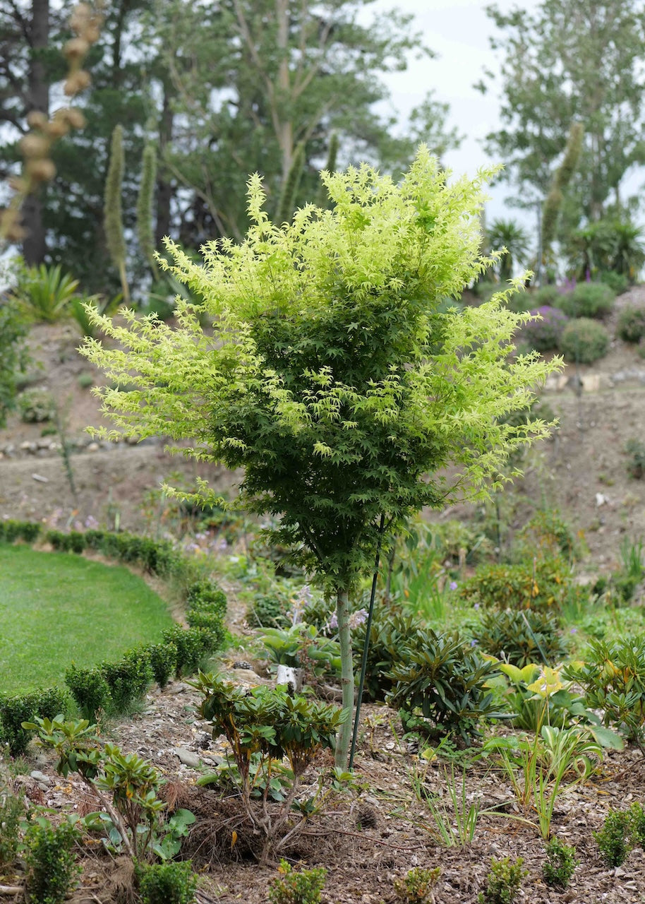 Tree in a garden setting with other plants and trees in the background