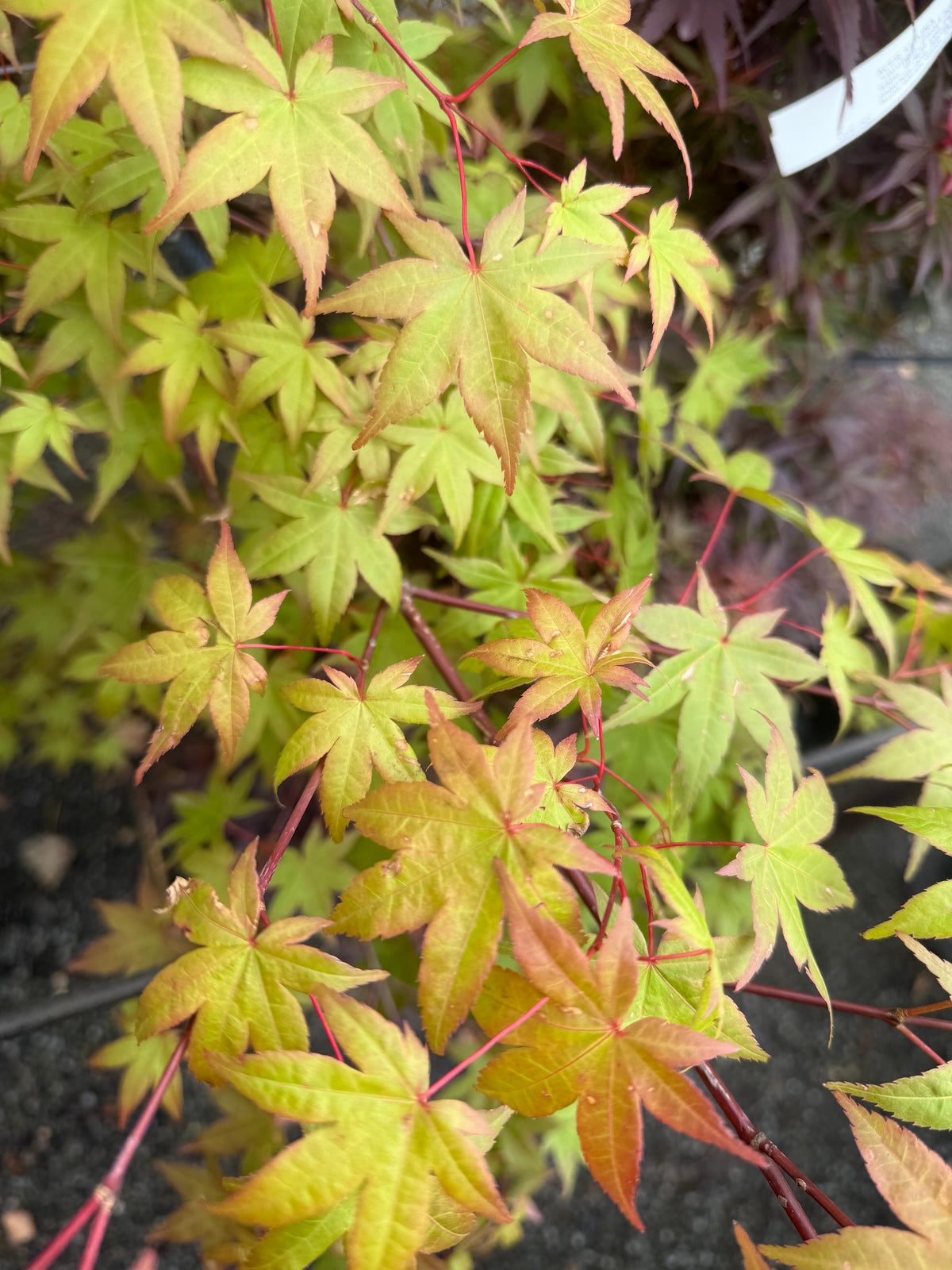 Close-up of a Acer Shindeshojo with green and red leaves