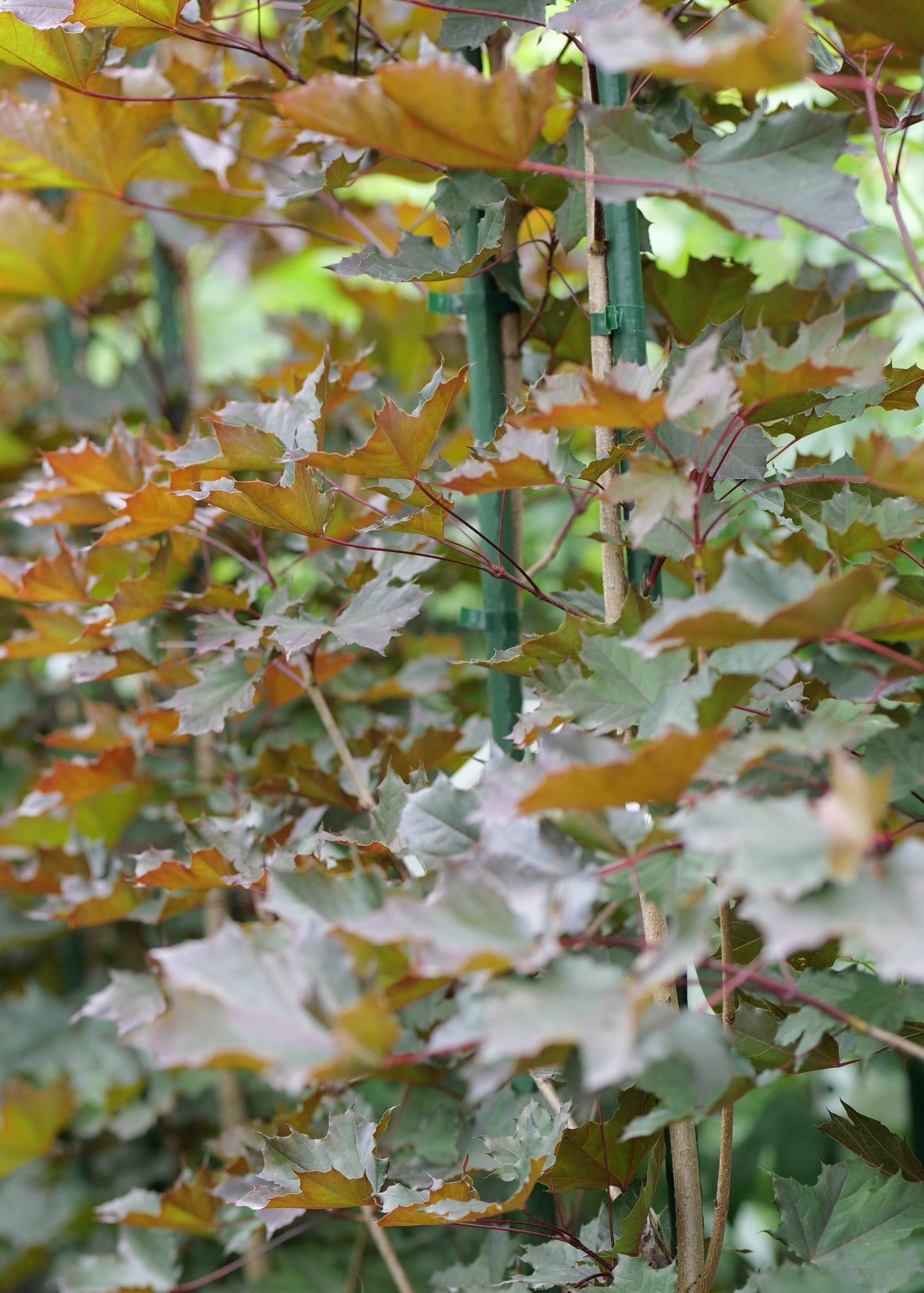 Acer platanoides Nigrum