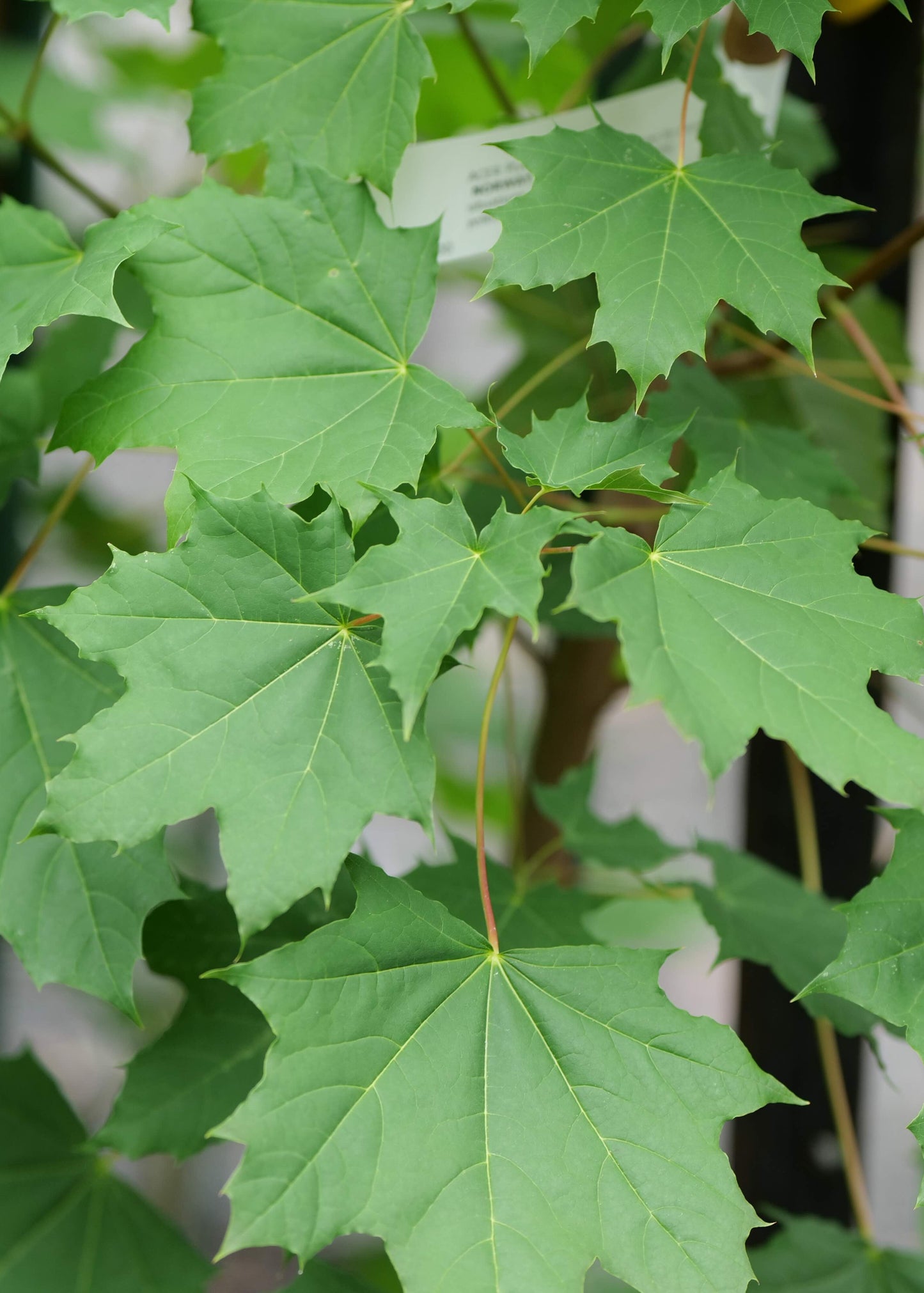 Acer platanoides