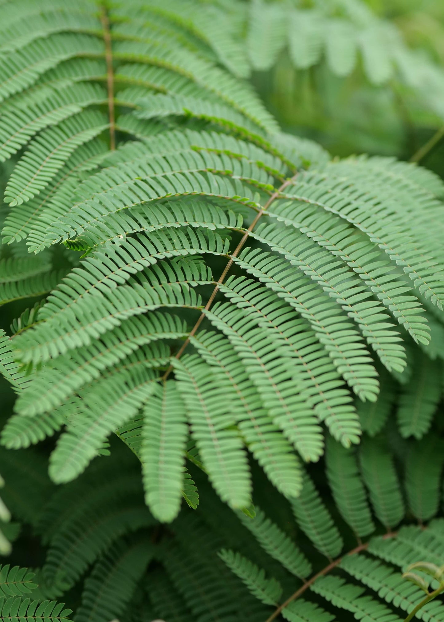Albizia Julibrissin Rosea