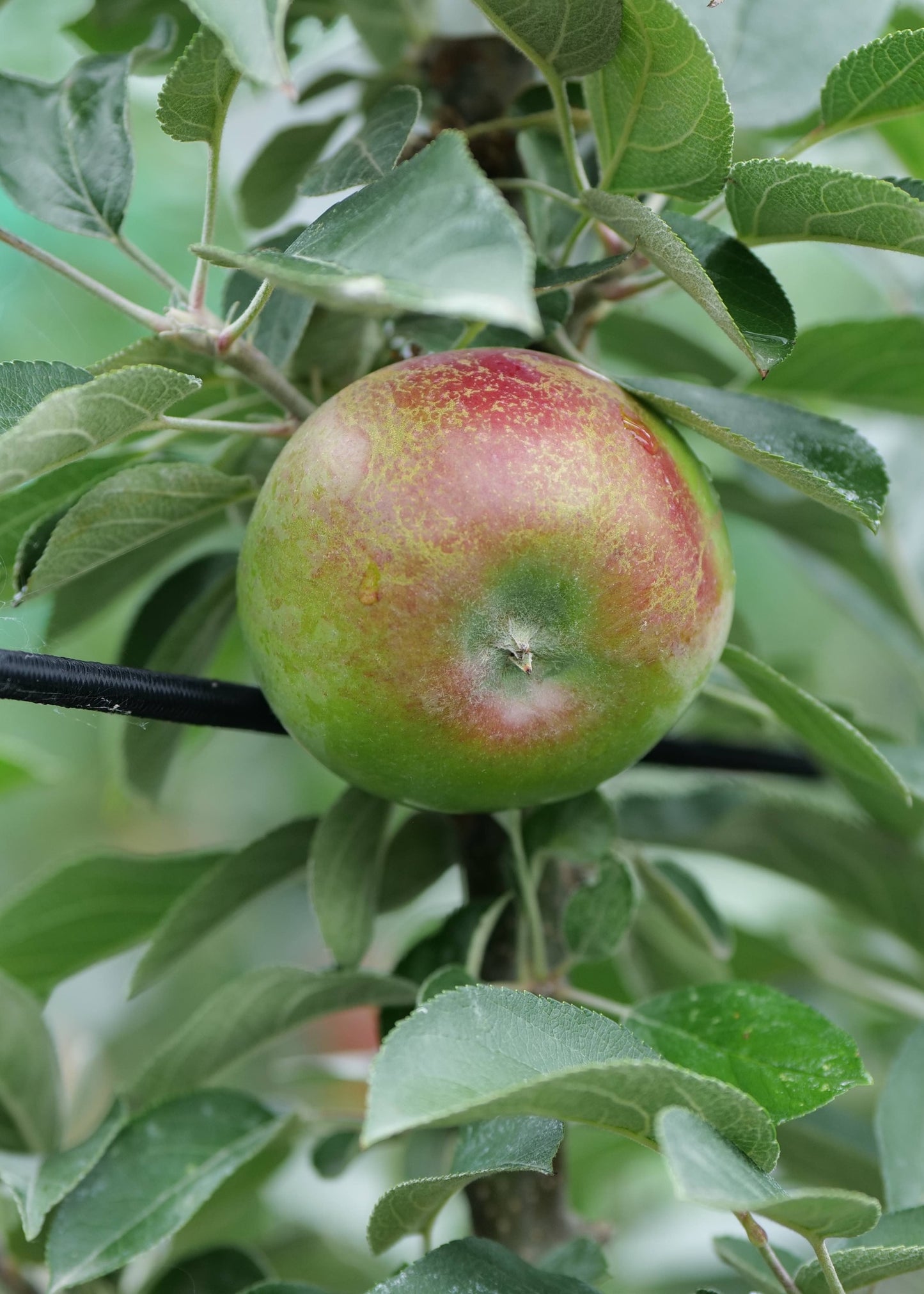 Apple Ballerina Flamenco hanging on a branch
