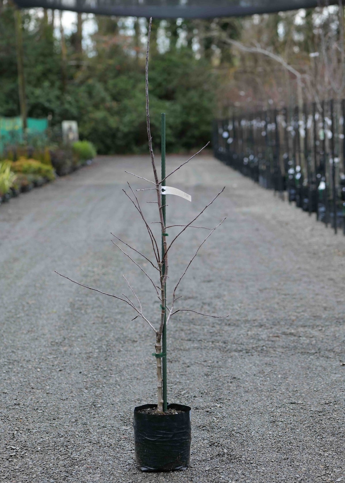 A Apple Peasgood Nonsuch in a black nursery pot standing on a gravel path in a nursery or garden center.