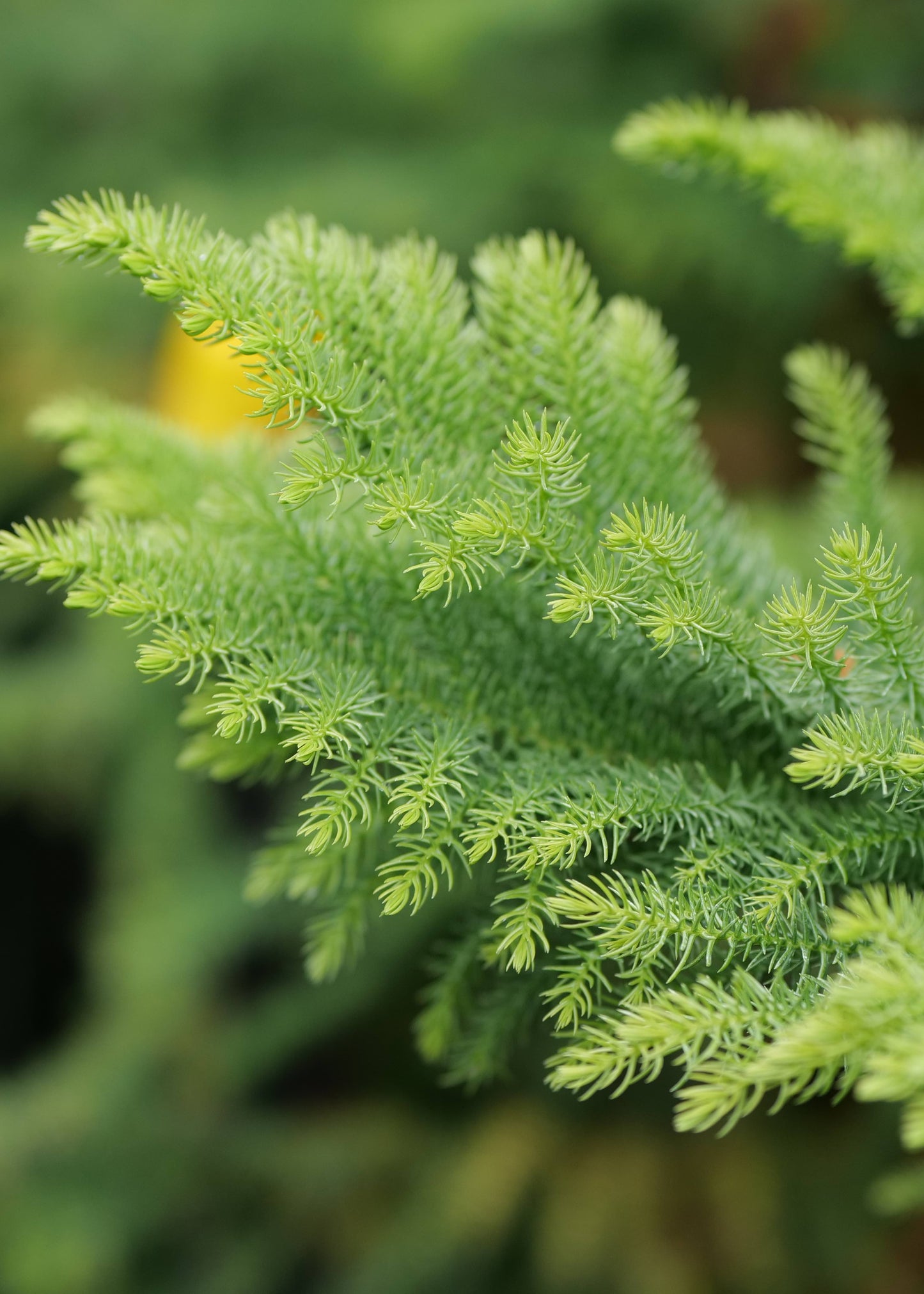 Araucaria Heterophylla