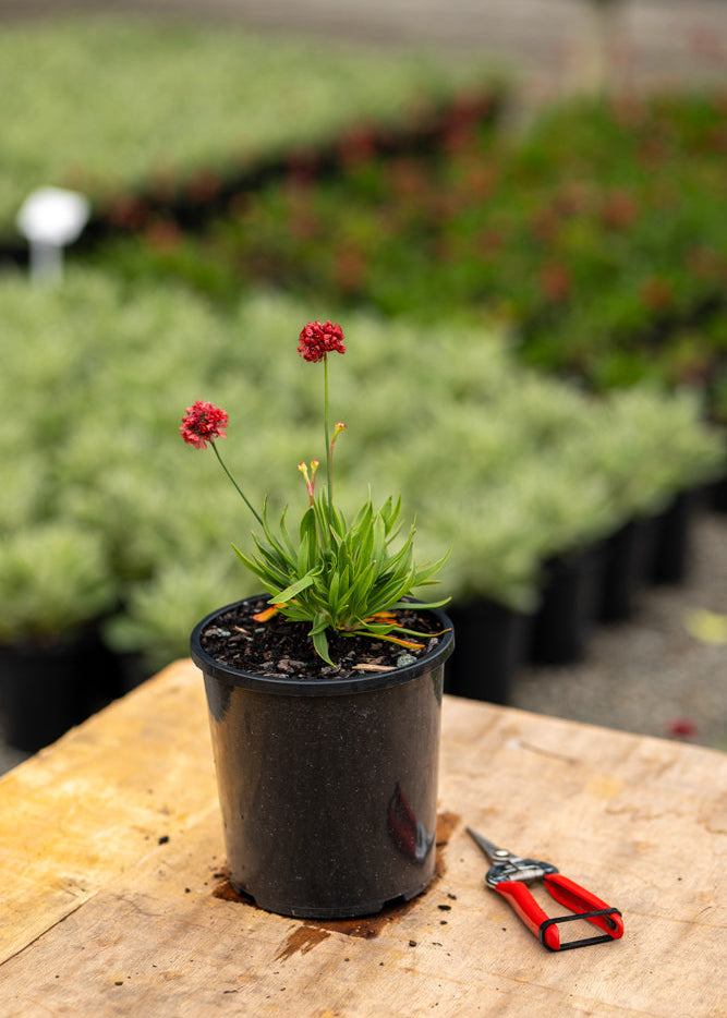 Potted Armeria Ballerina Red with red flowers on a wooden table in a nursery setting