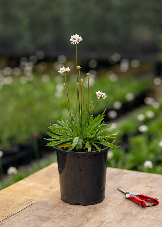 Armeria Ballerina White