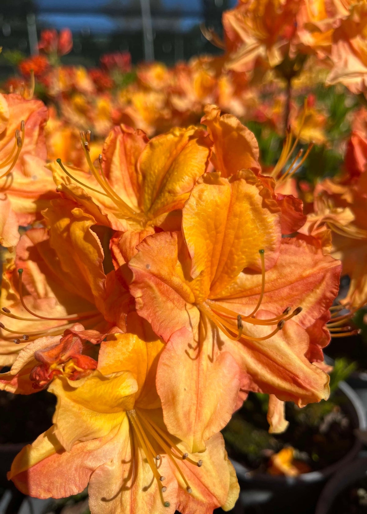 Close-up of orange and yellow flowers of Azalea Carmen with a blurred background