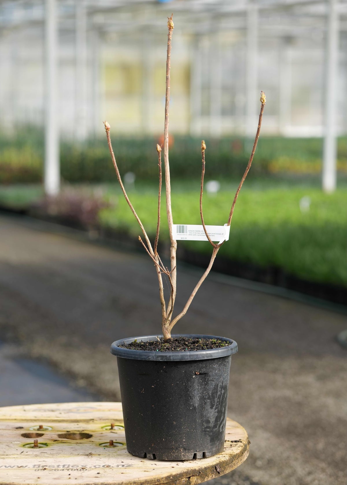 An Azalea Eskimo Pie in a black nursery pot with a small white tag, displayed on a wooden table in a greenhouse.