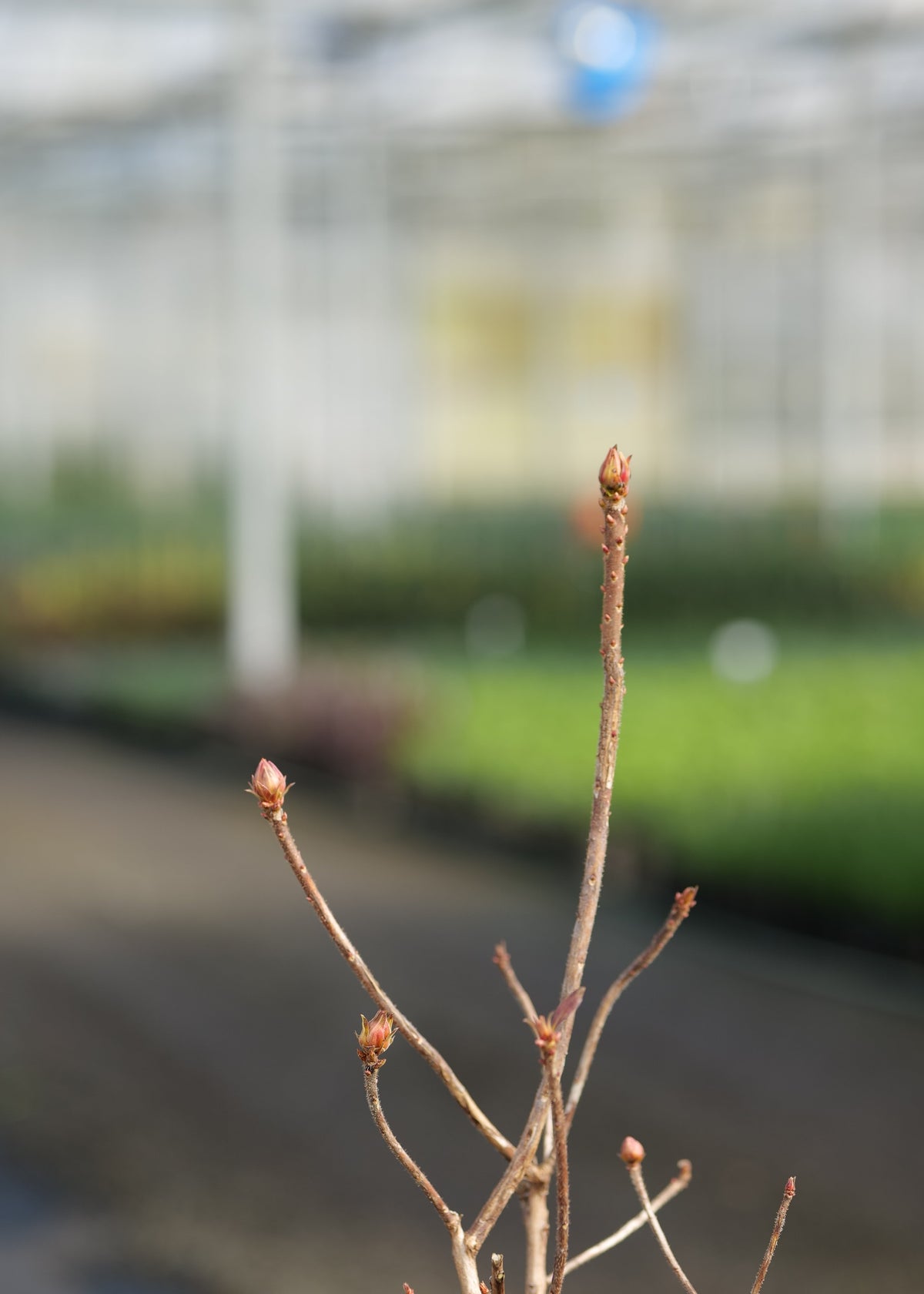 A close-up of Azalea Georges Girl with several small reddish-brown buds, photographed in a blurred greenhouse or nursery background.