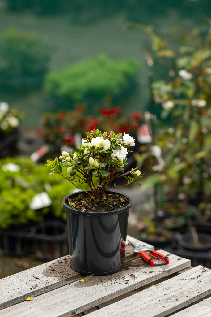 Azalea Purity