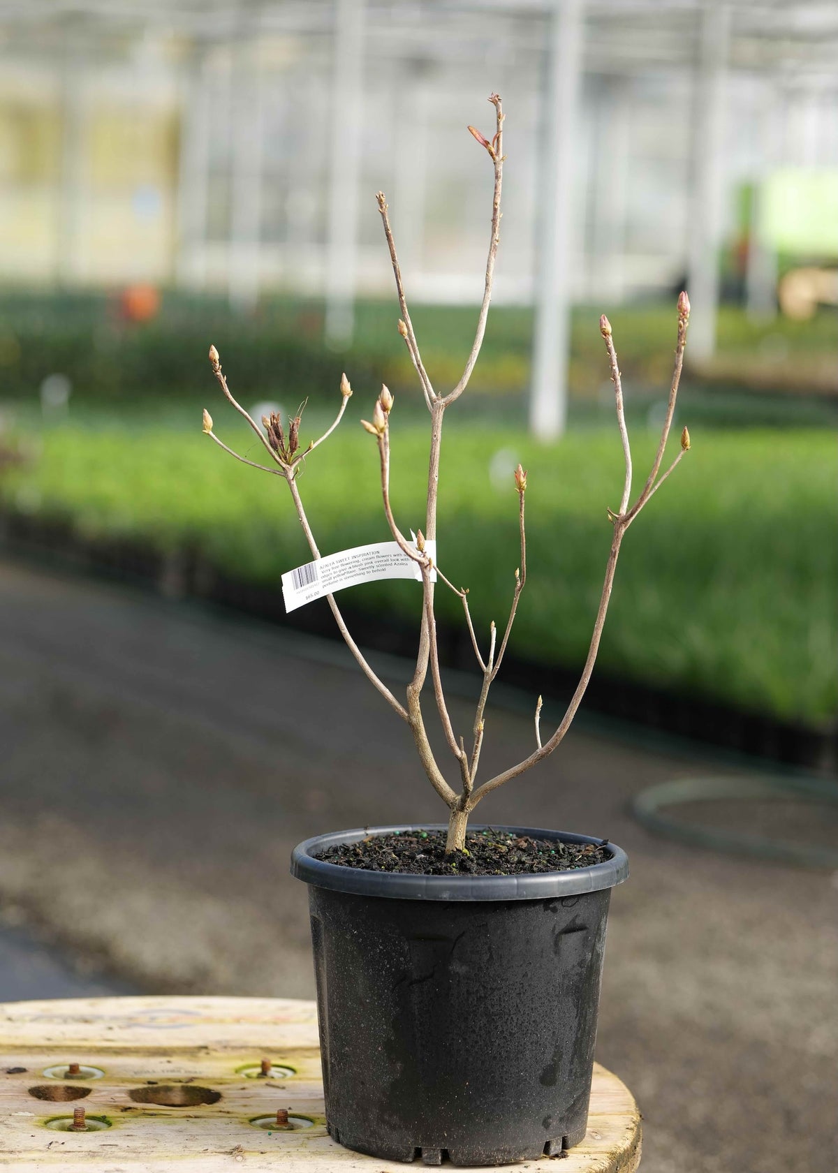 A Azalea Sweet Inspiration plant with small buds, in a black nursery pot on a wooden table inside a greenhouse.