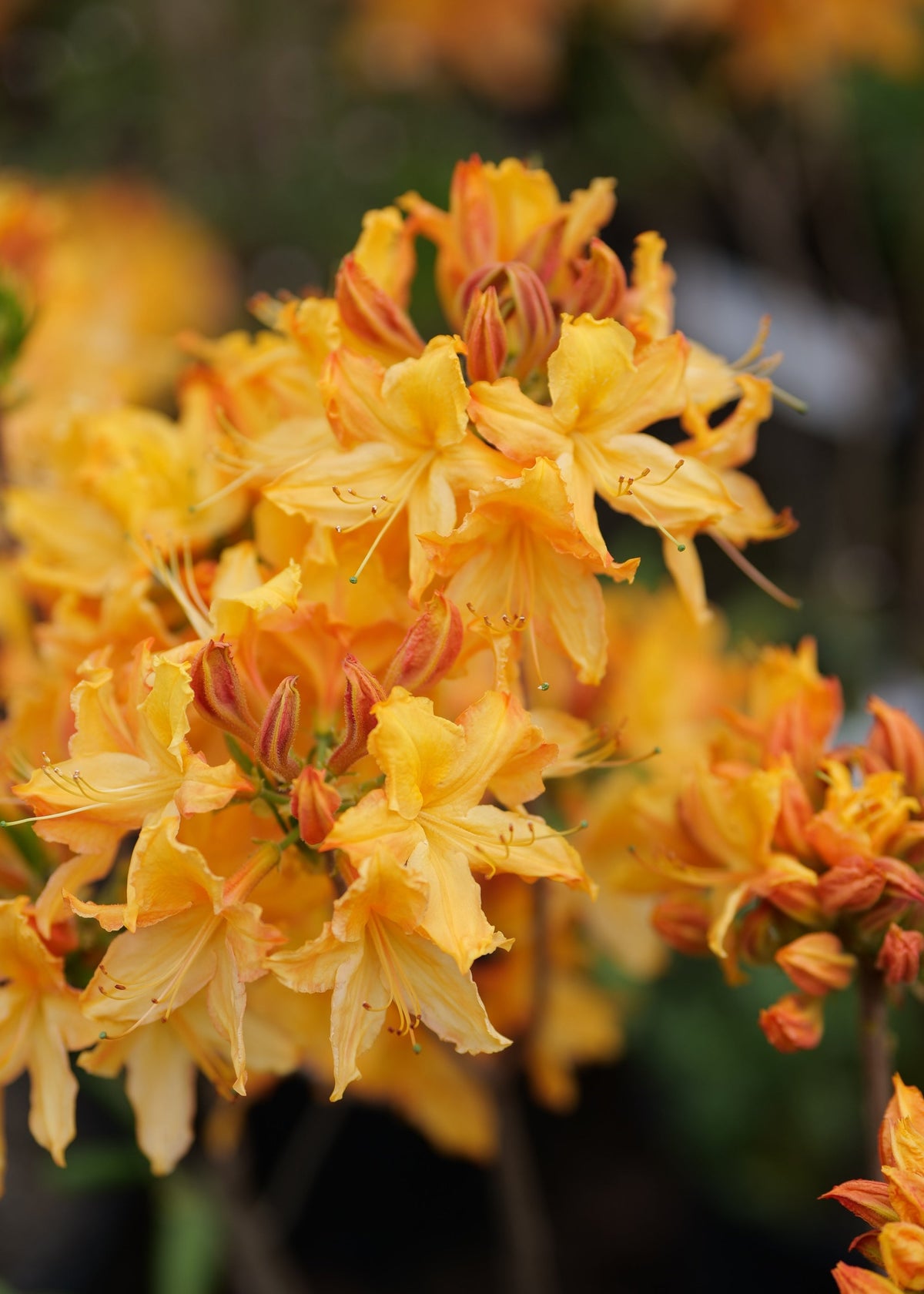Close-up of a cluster of Azalea Golden Lights flowers with green stems and dark blurred foliage in the background.