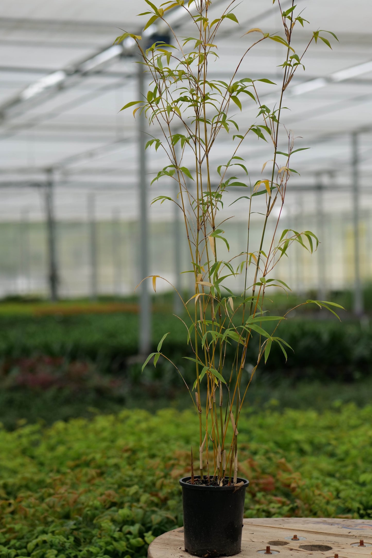 Potted Bambusa Alphonse Karr plant in a greenhouse setting