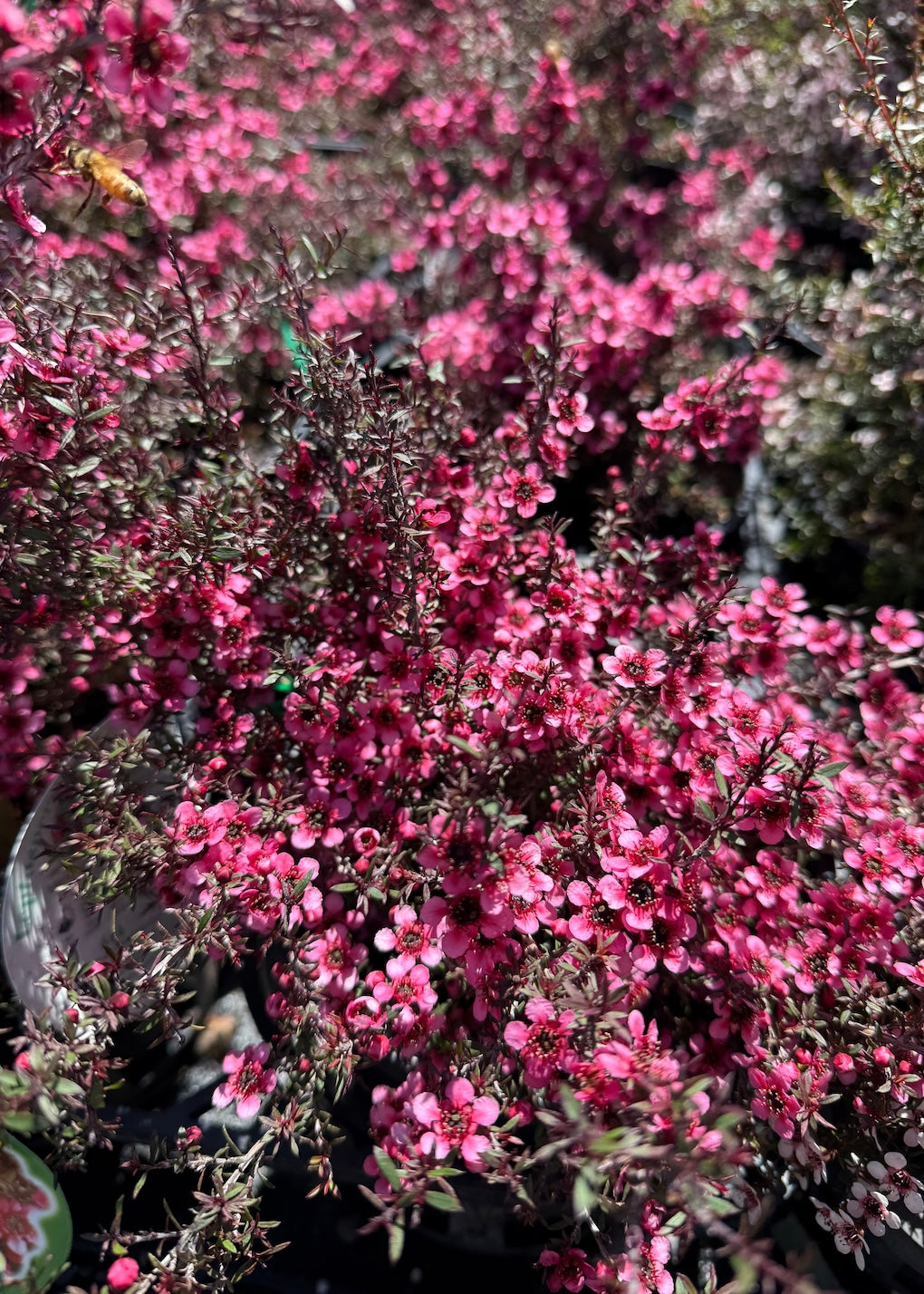 Close-up of pink flowering Manuka (Leptospermum Burgundy Queen) plant with blurred background