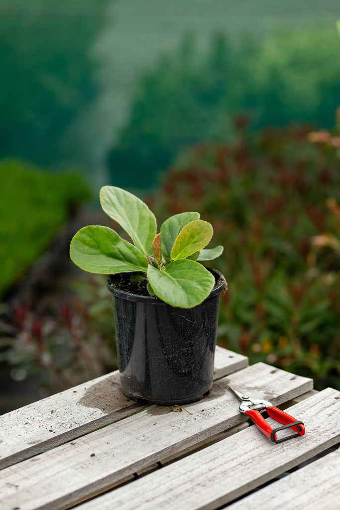 Bergenia Marshmallow