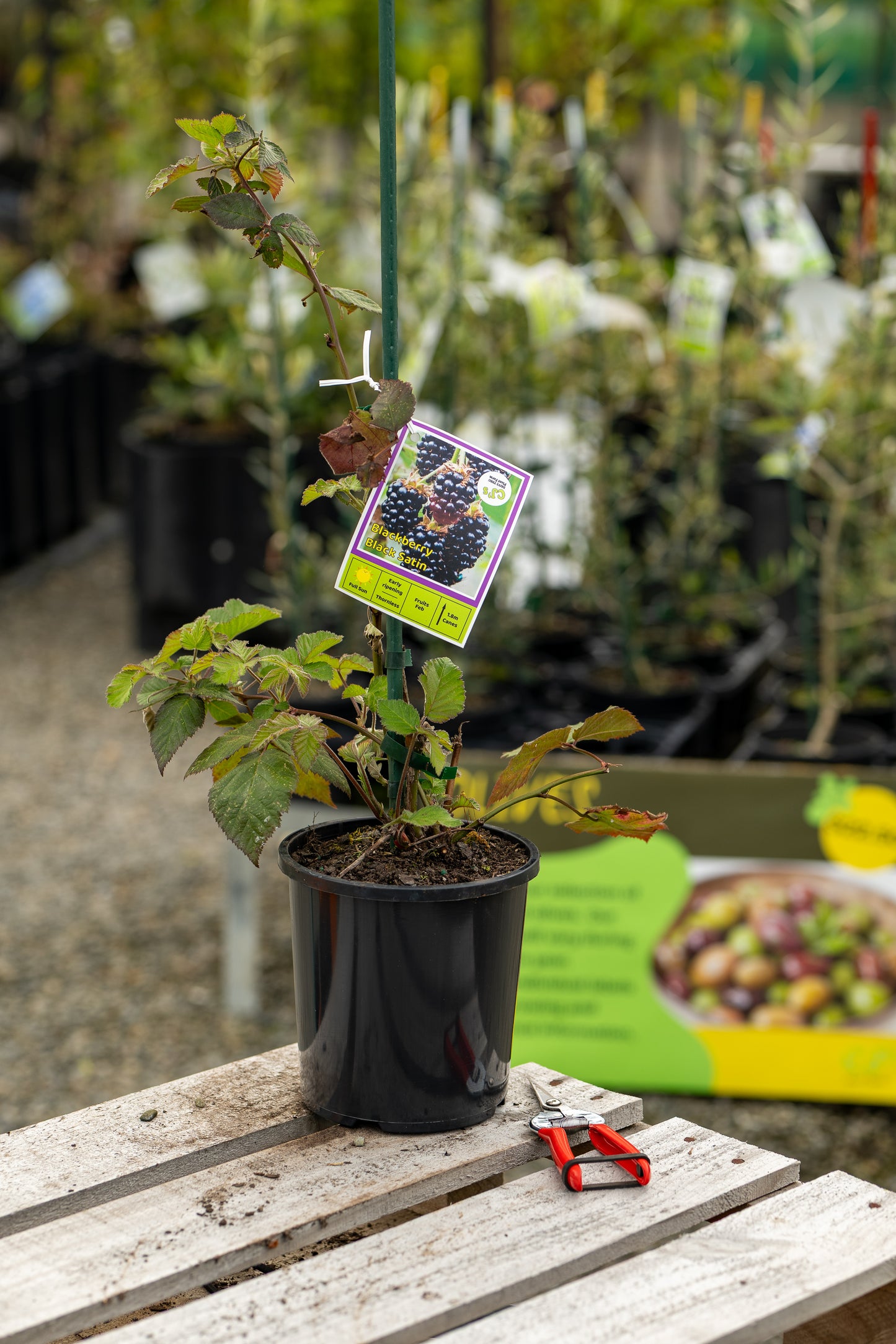 Blackberry Black Satin