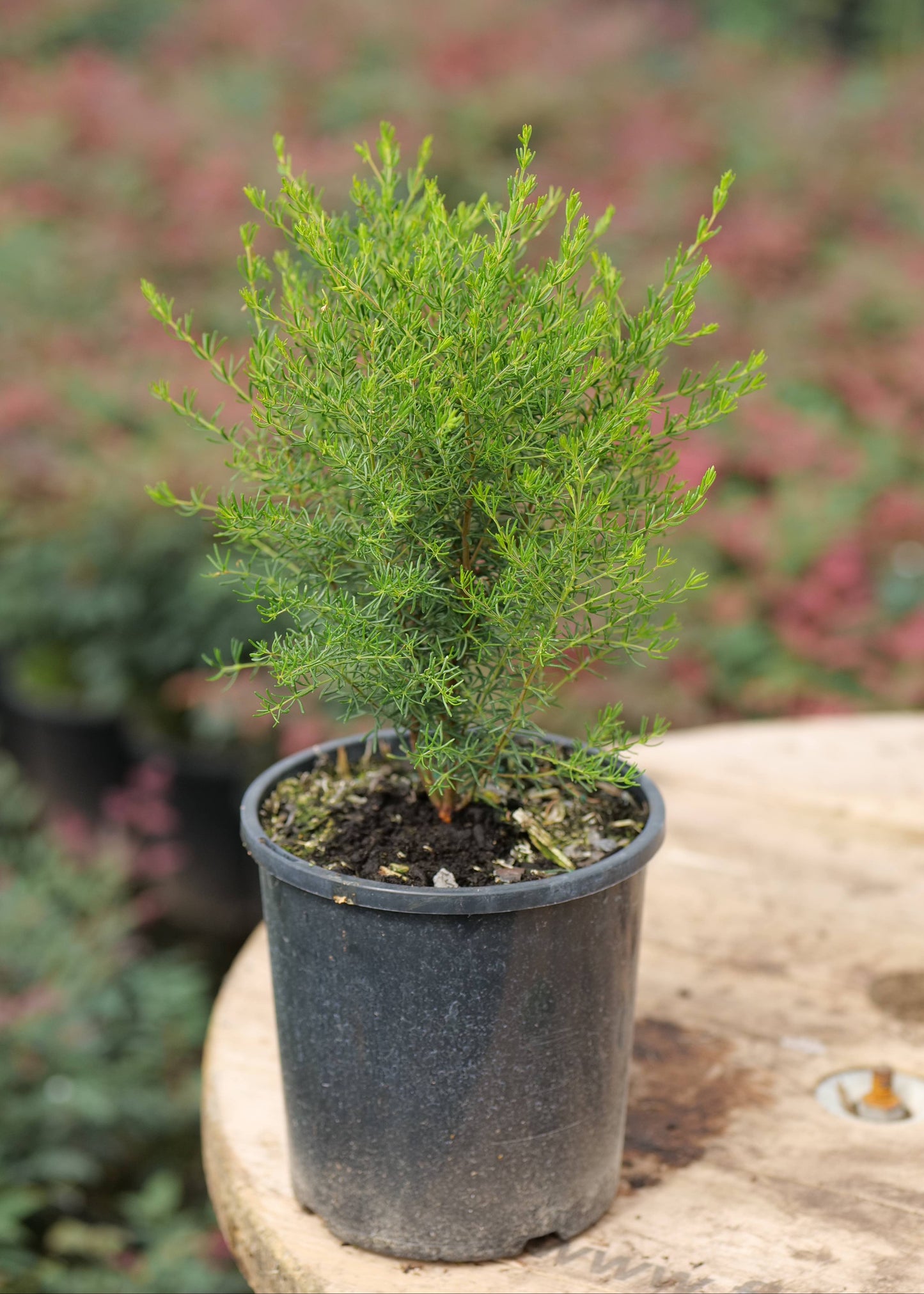 Boronia Megastigma potted into nursery pot