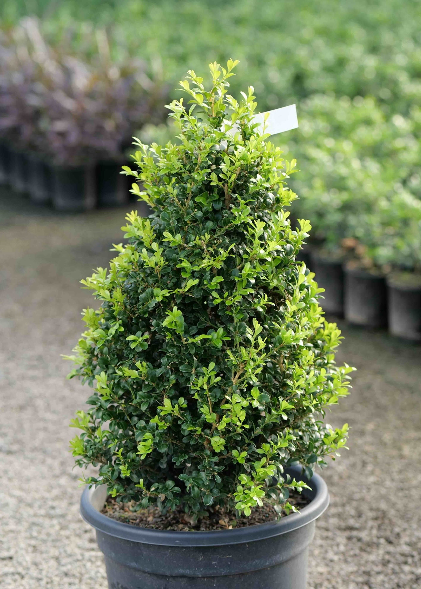 Buxus Microphylla Independence ®