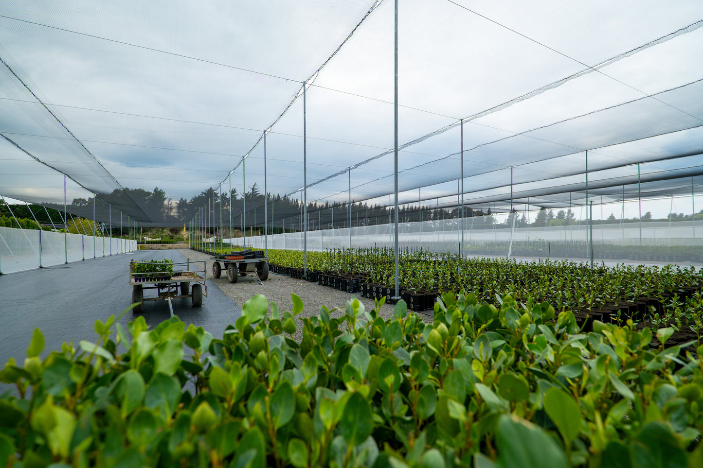 Griselinia Littoralis Broadway Mint