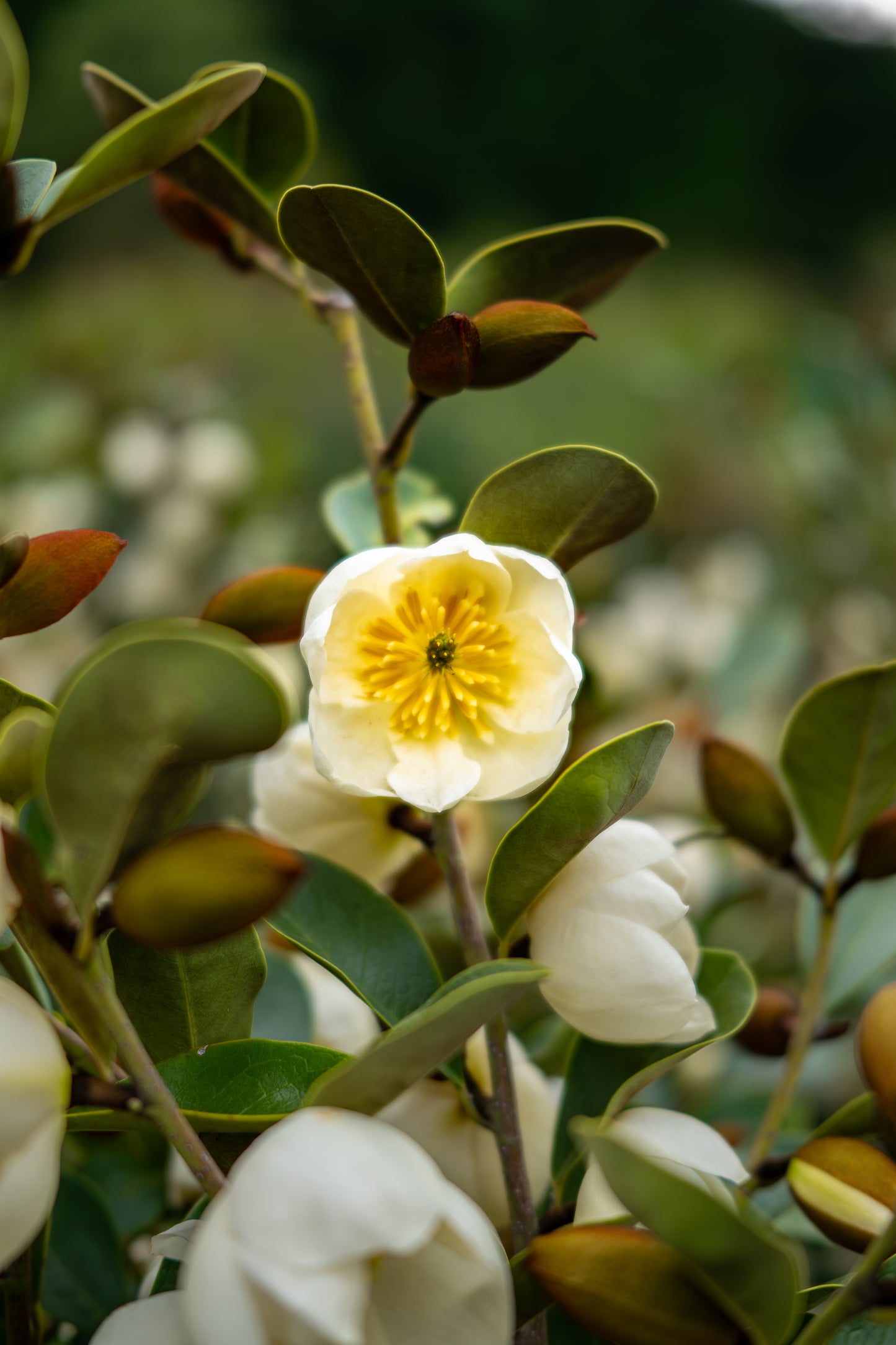 Michelia Princess Grace