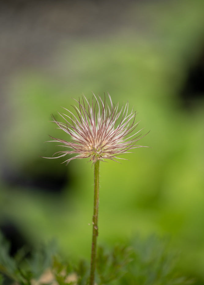 Pulsatilla Violet Bells