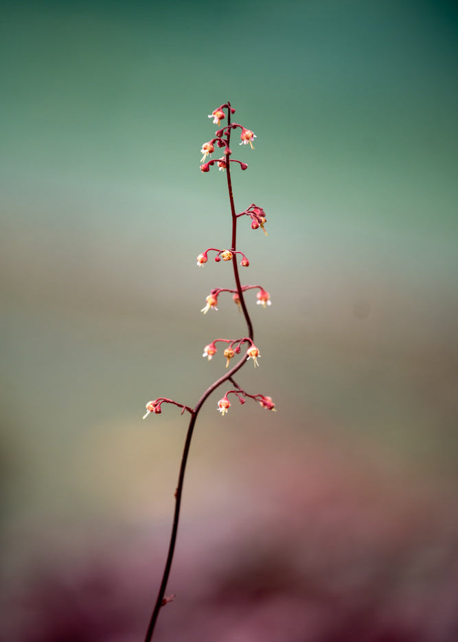 Tall, thin Heuchera Amethyst stem with small white flowers against a blurred green and brown background