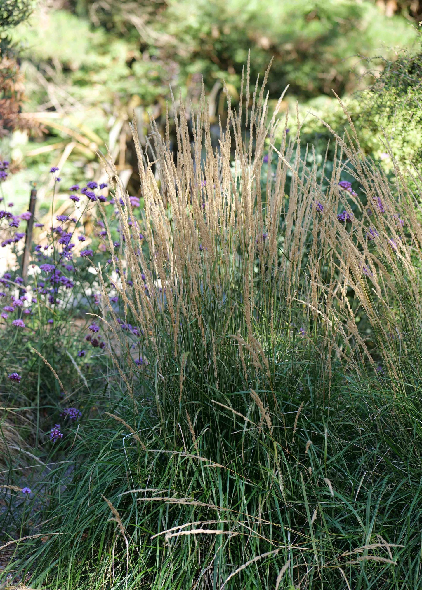 Tall Calamagrostis Karl Foerster with purple Verbena flowers in a natural setting