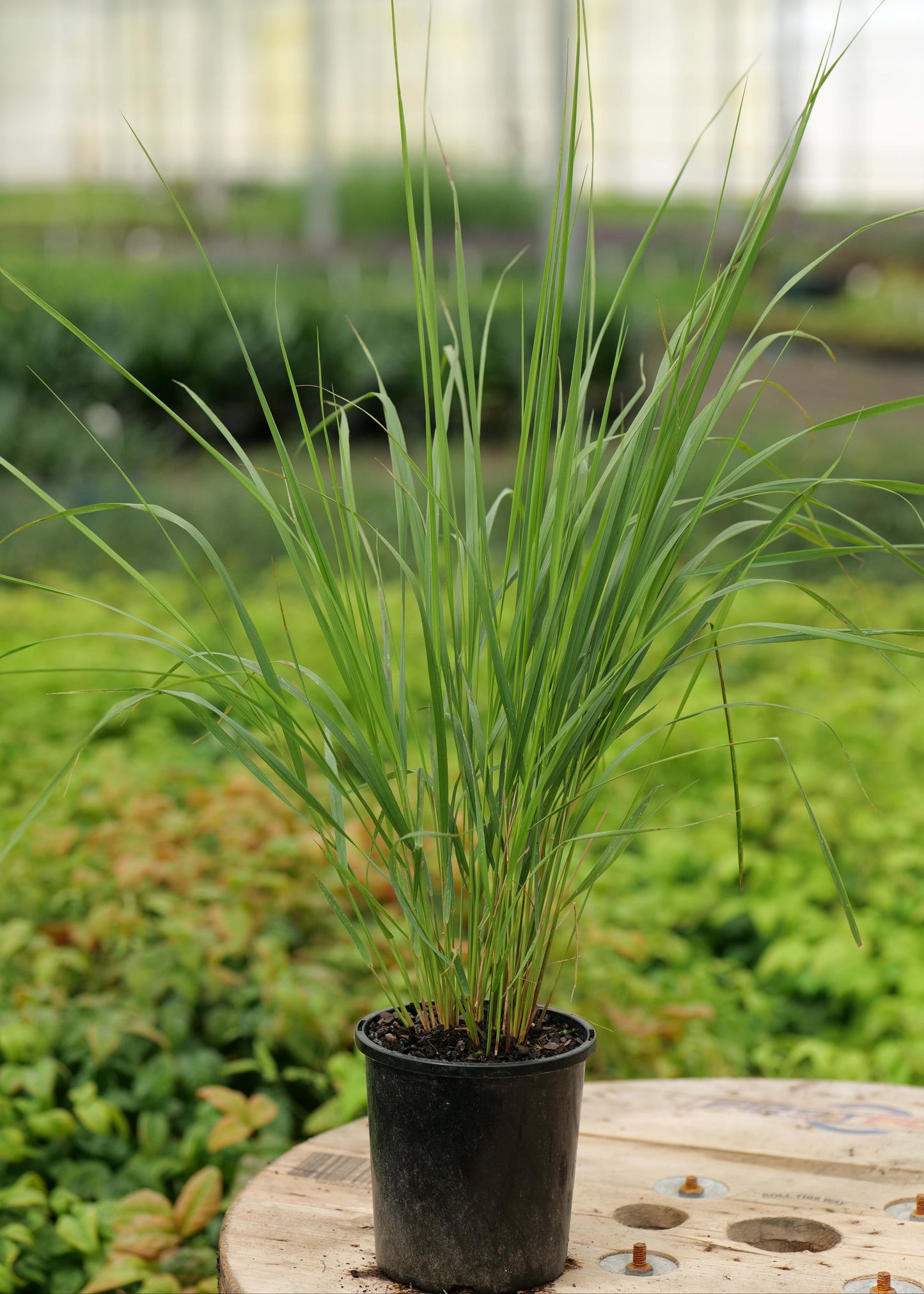 Calamagrostis Karl Foerster