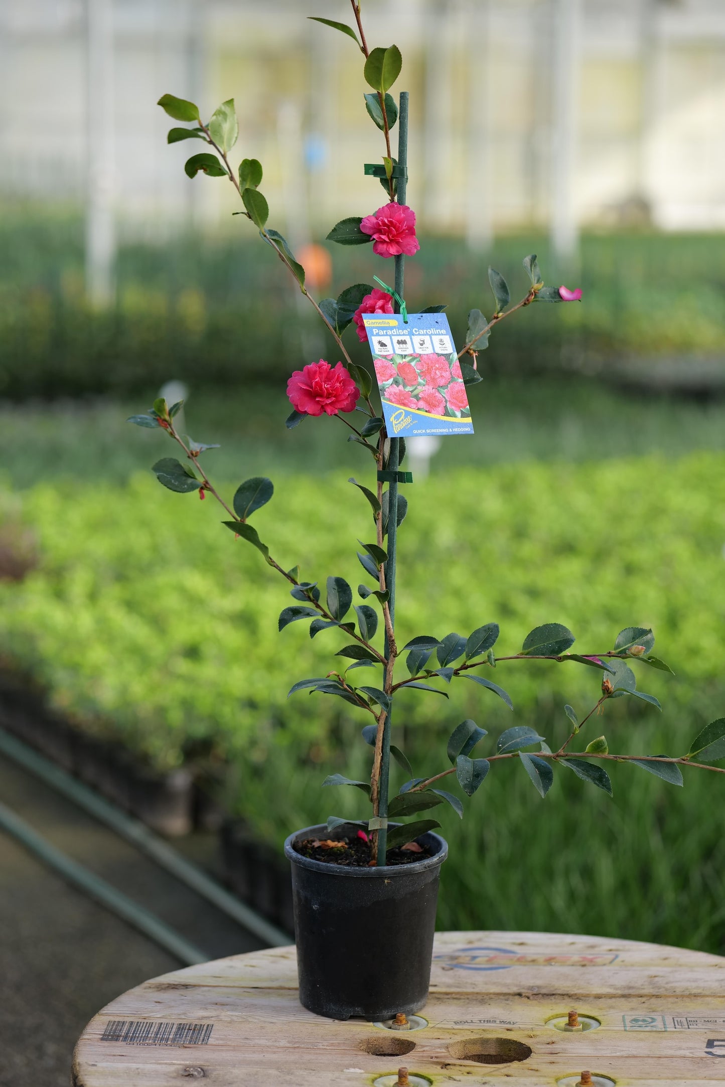 Potted Camelia Caroline with pink flowers on a wooden board in a setting