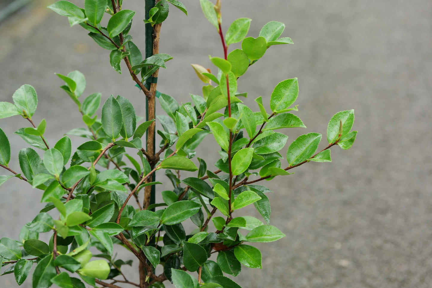 Camellia Diana