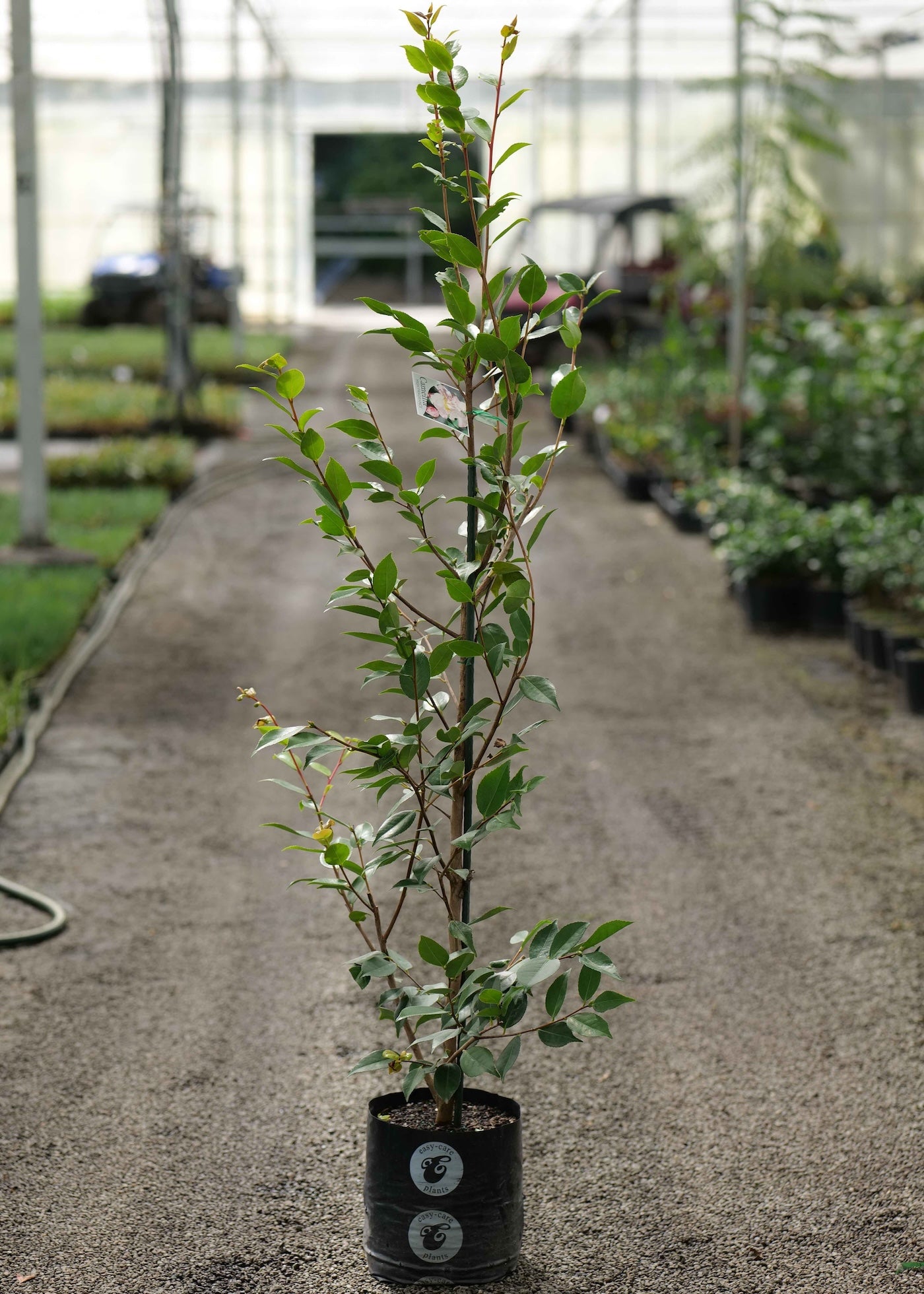Camellia High Fragrance in a pot on a pathway in a greenhouse setting