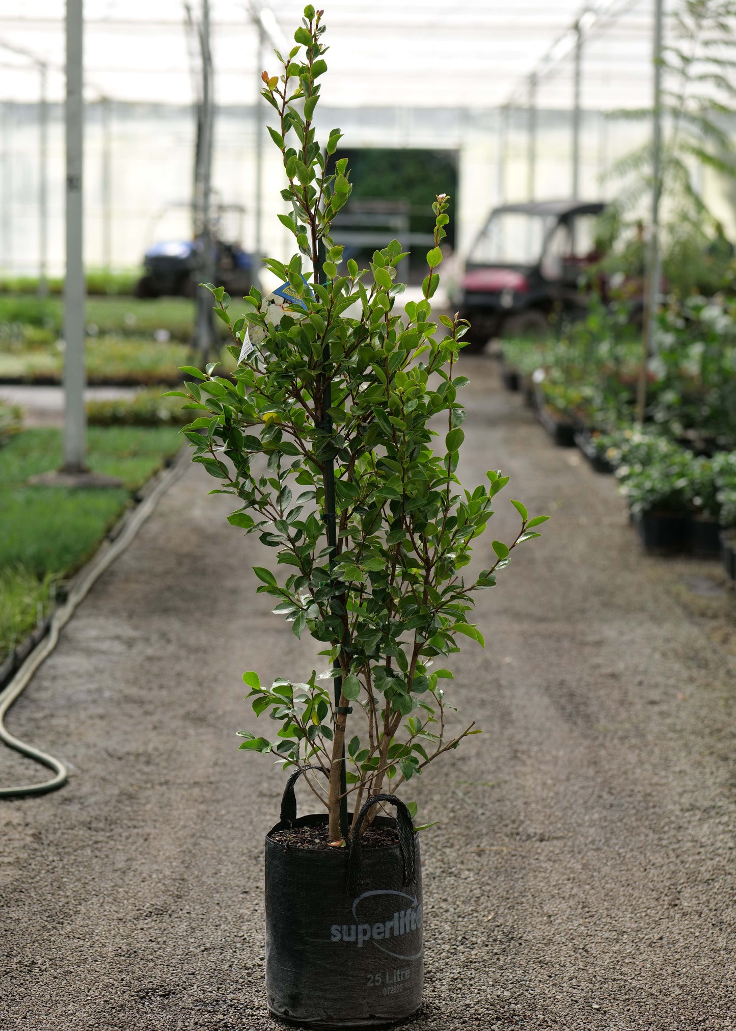 Tree in a pot in a greenhouse setting