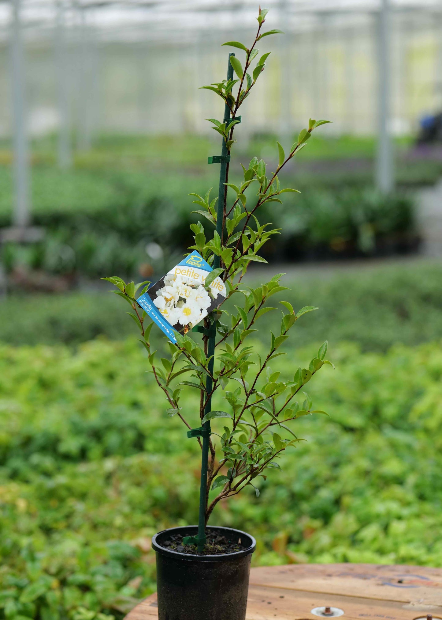 Camellia Petite White