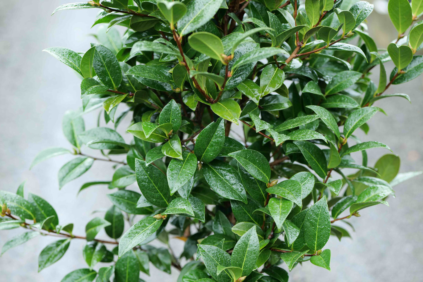 Camellia Pinktastic