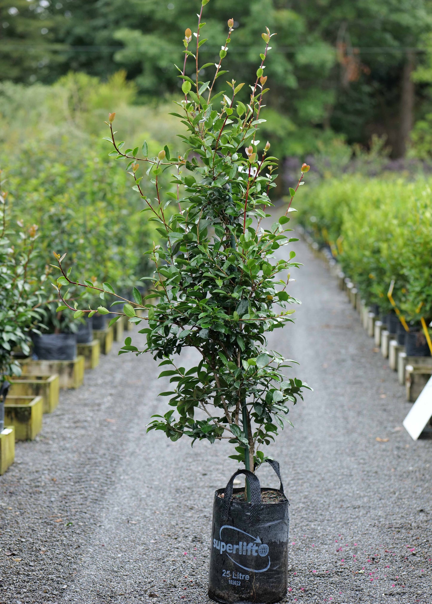 Camellia Rebecca