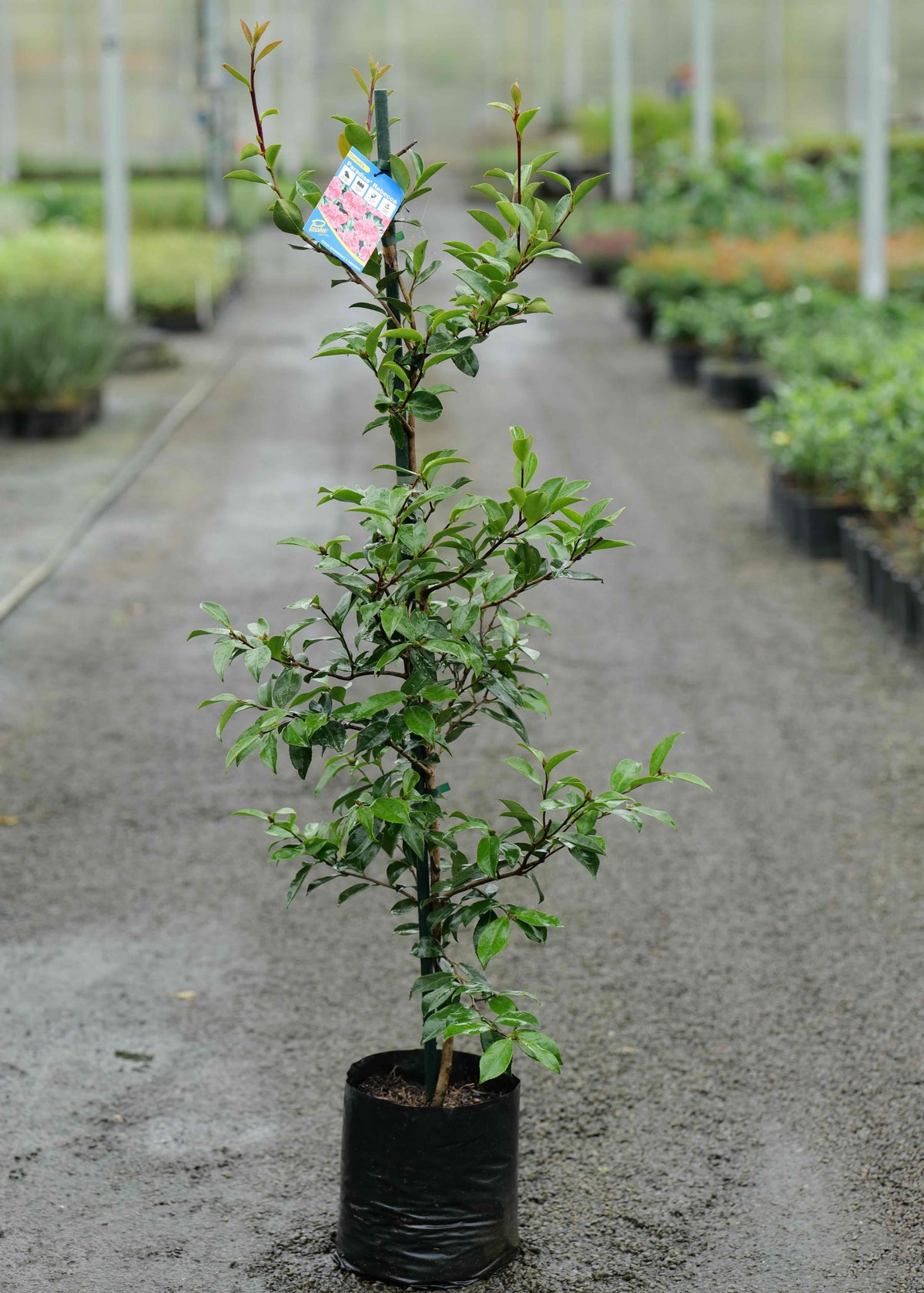 Camellia Rebecca