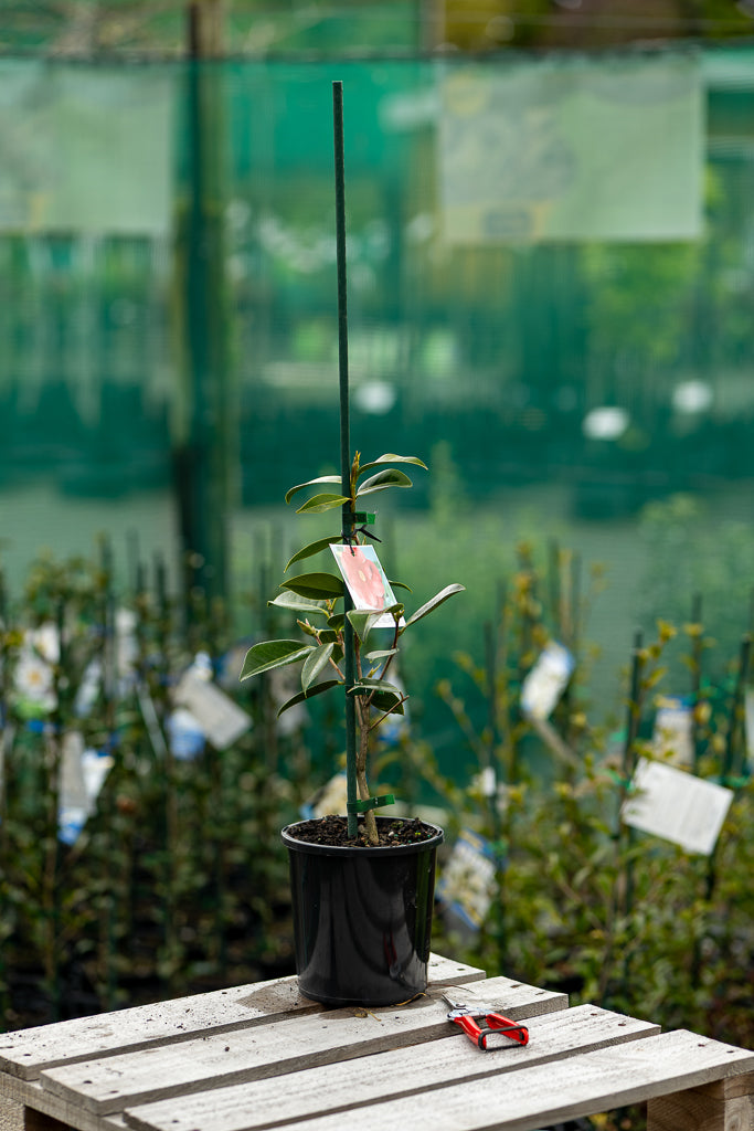 Camellia Royal Velvet
