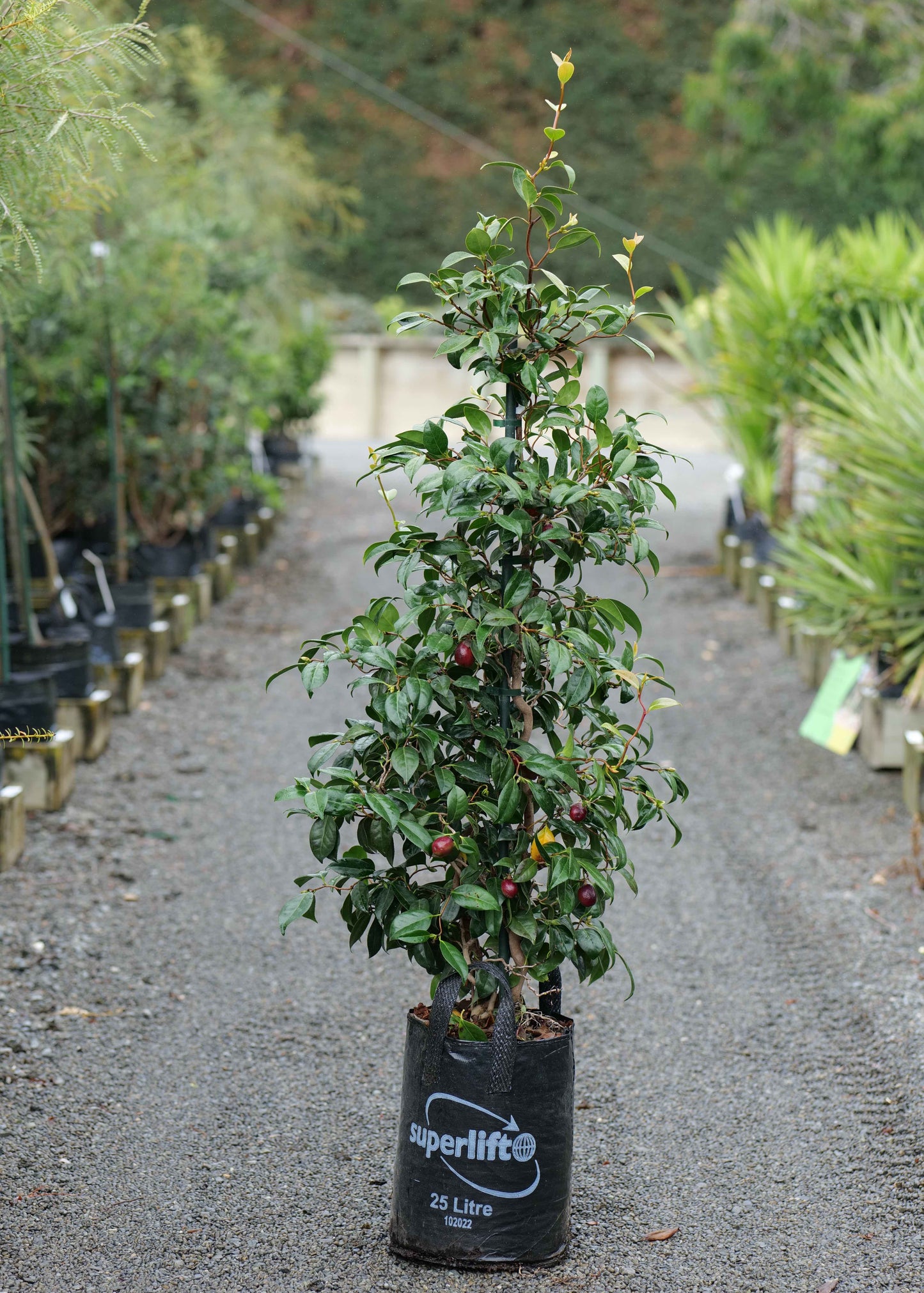 Camellia Unryu