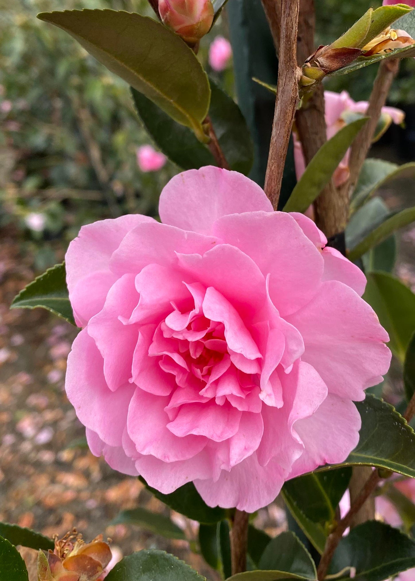 Close-up of pink flowers of Camellia With Love with green leaves in a garden setting