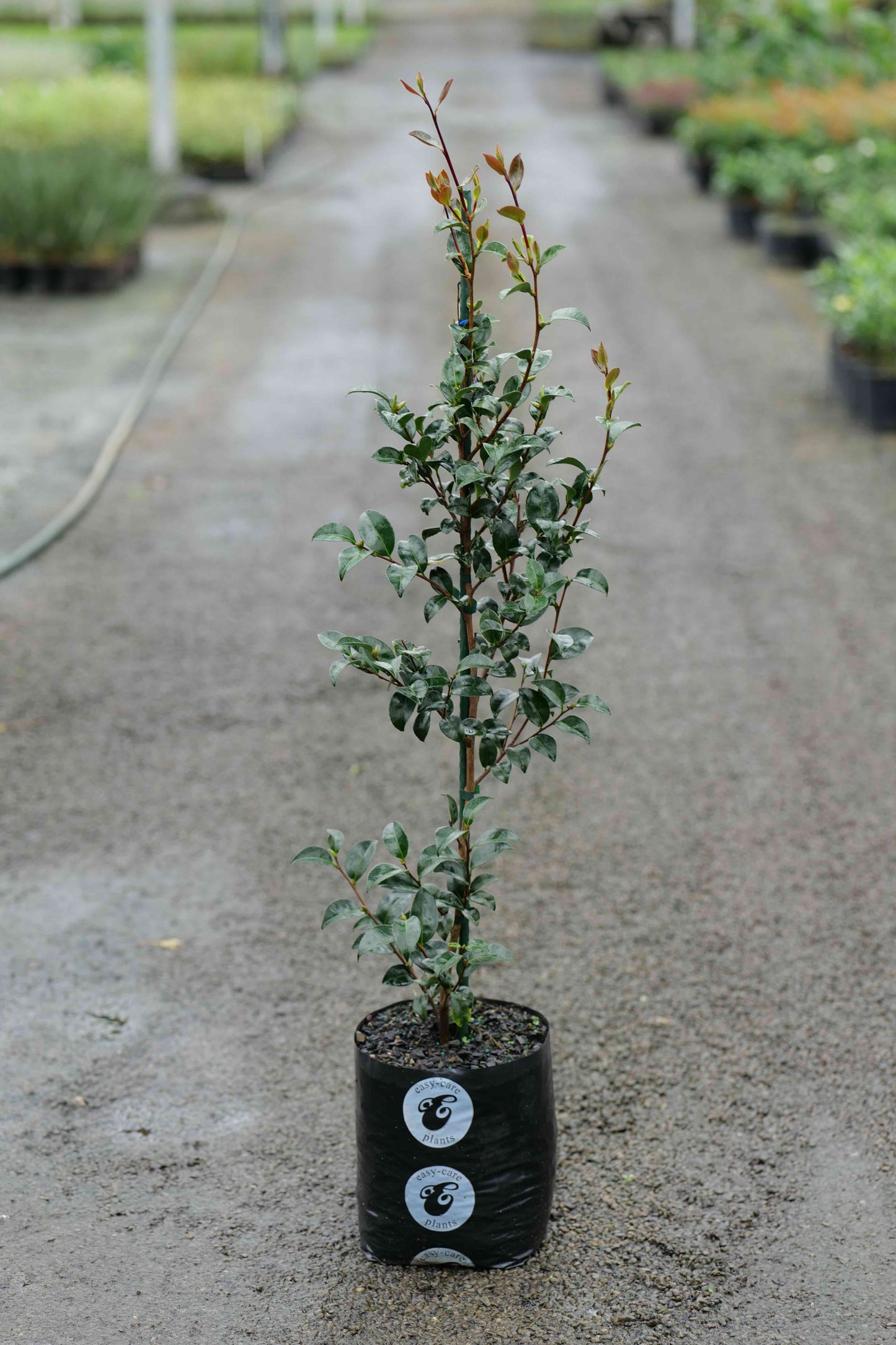 Camellia Avalanche
