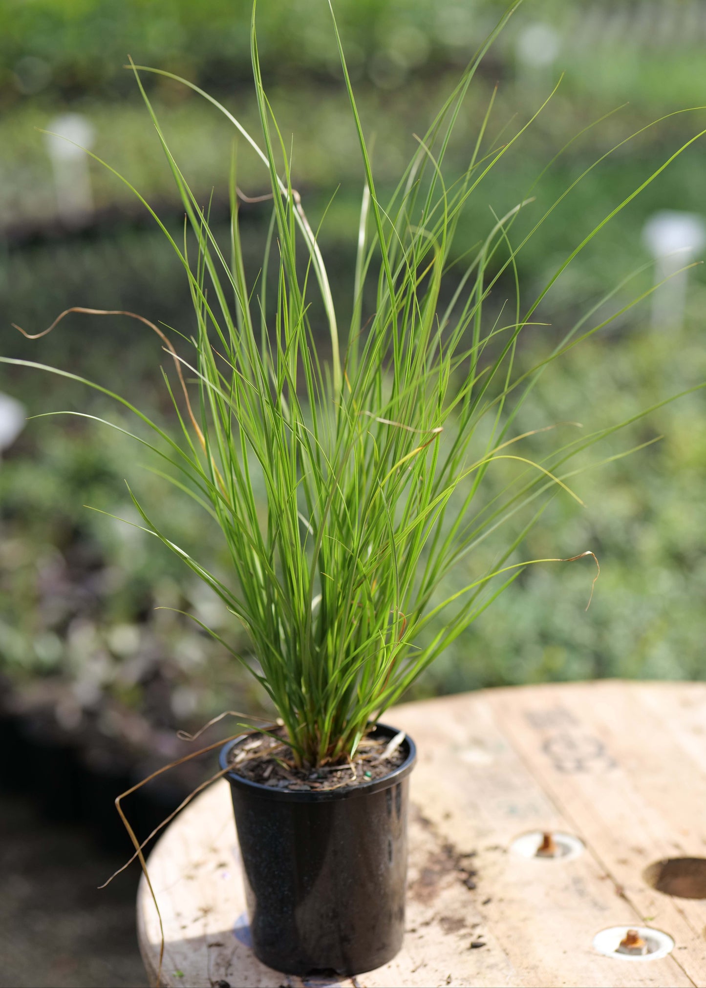 Potted grass on a wooden surface with a blurred garden background