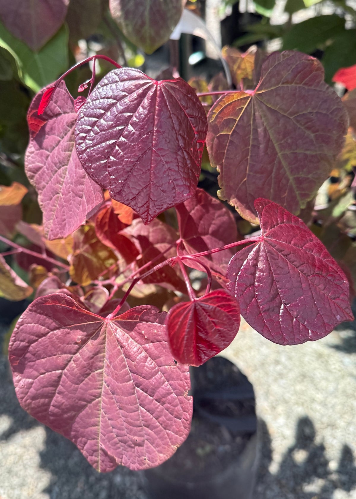 Cercis Forest Pansy with purple leaves on a gravel surface