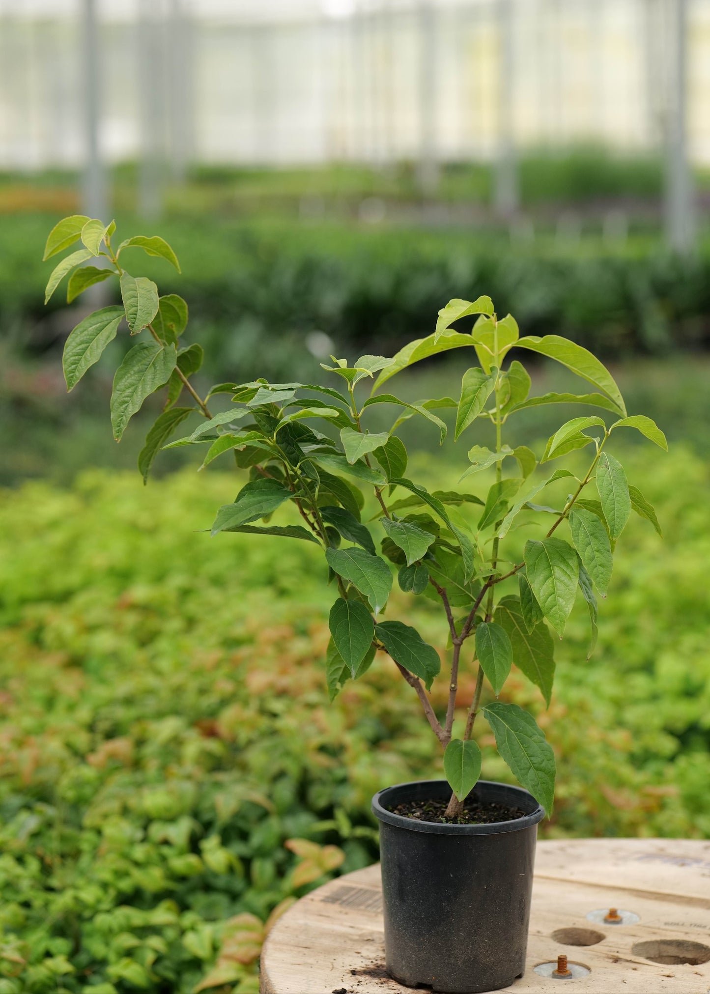Chimonanthus praecox or Wintersweet plant on a wooden surface with a greenhouse background