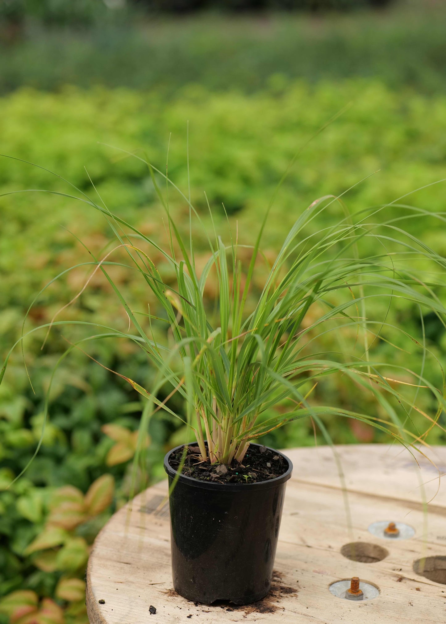 Chionochloa Flavicans