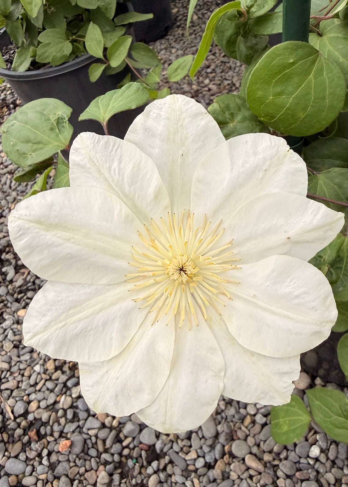 White flower of Clematis Guernesy Cream with green leaves on a gravelly surface