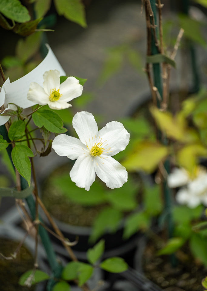 Clematis Montana Snowflake